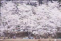 竹香園の桜