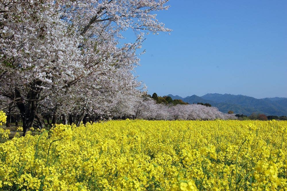 西都原古墳群の桜