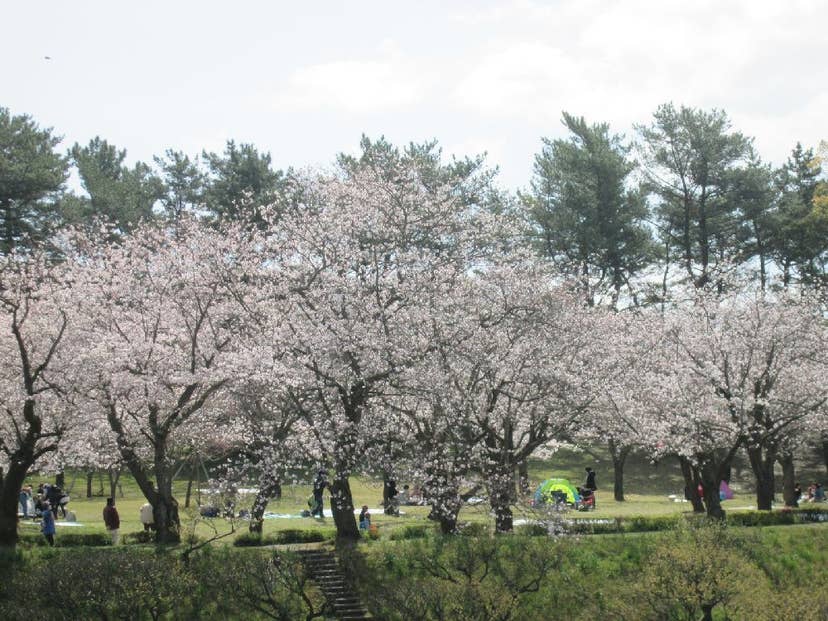 吉野公園の桜