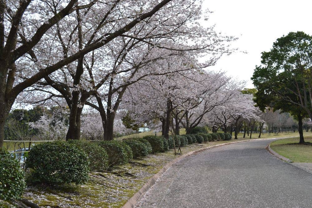 かごしま健康の森公園の桜