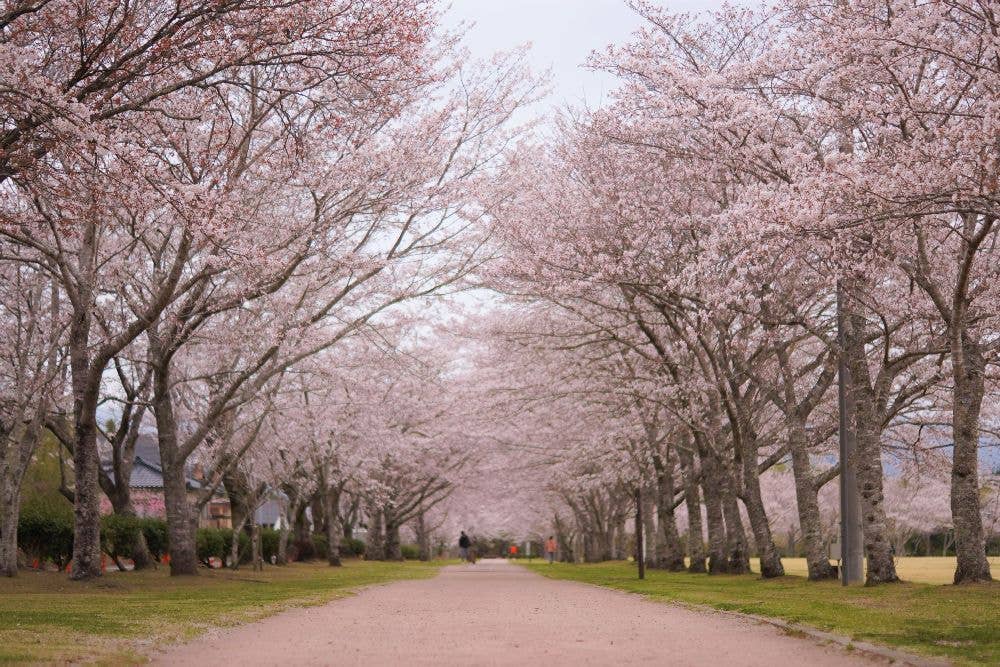 忠元公園の桜