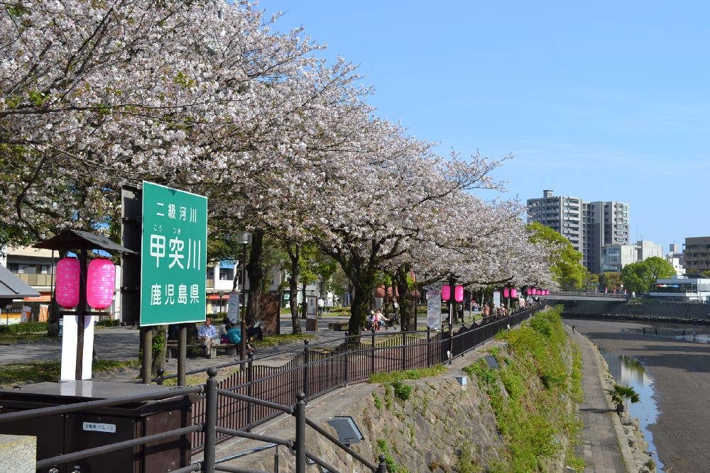 甲突川左岸・右岸緑地の桜