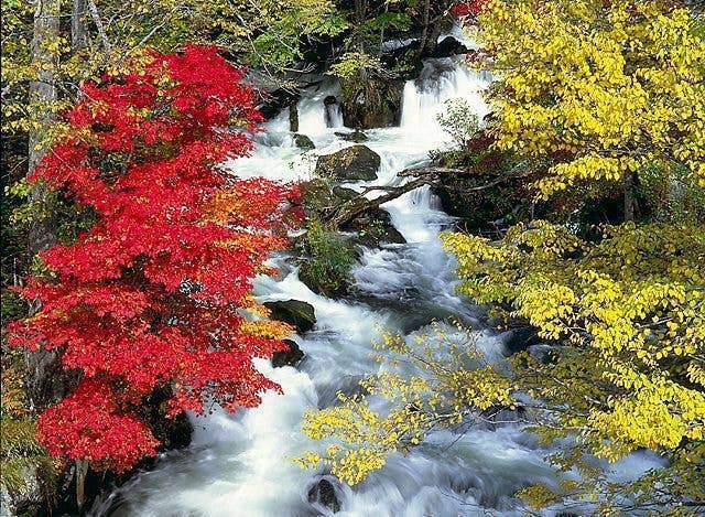 阿寒の紅葉