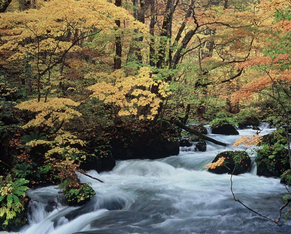 奥入瀬渓流の紅葉