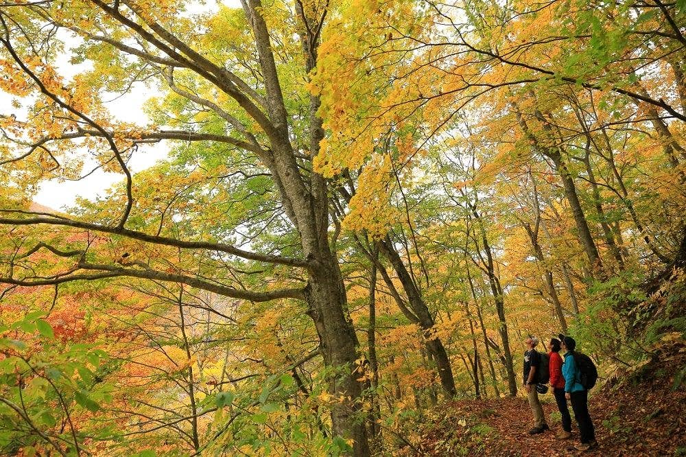 白神山地の紅葉