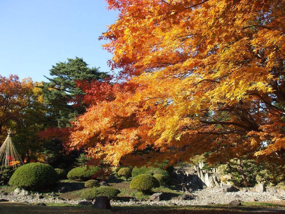 弘前公園（弘前城）の紅葉