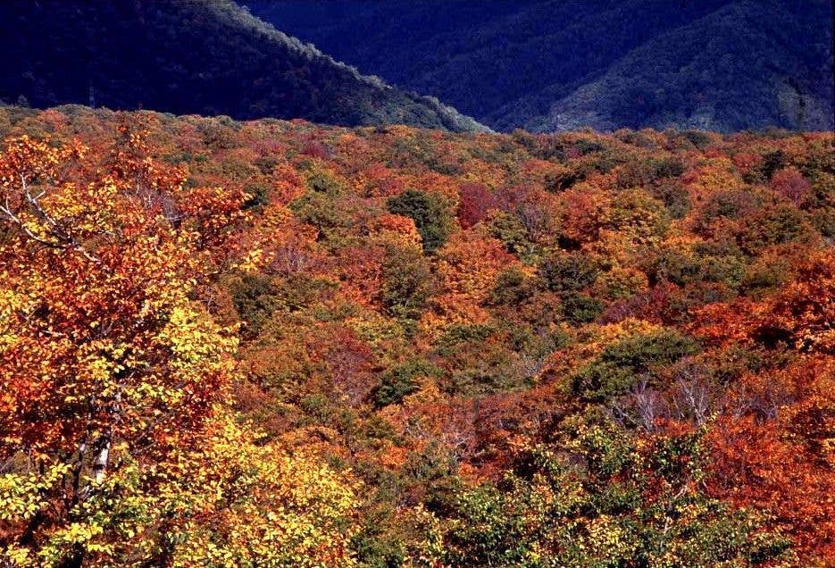 ブナ平の紅葉