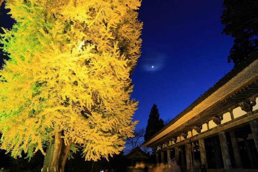 新宮熊野神社長床の大イチョウの紅葉