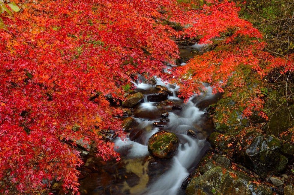 花園渓谷の紅葉