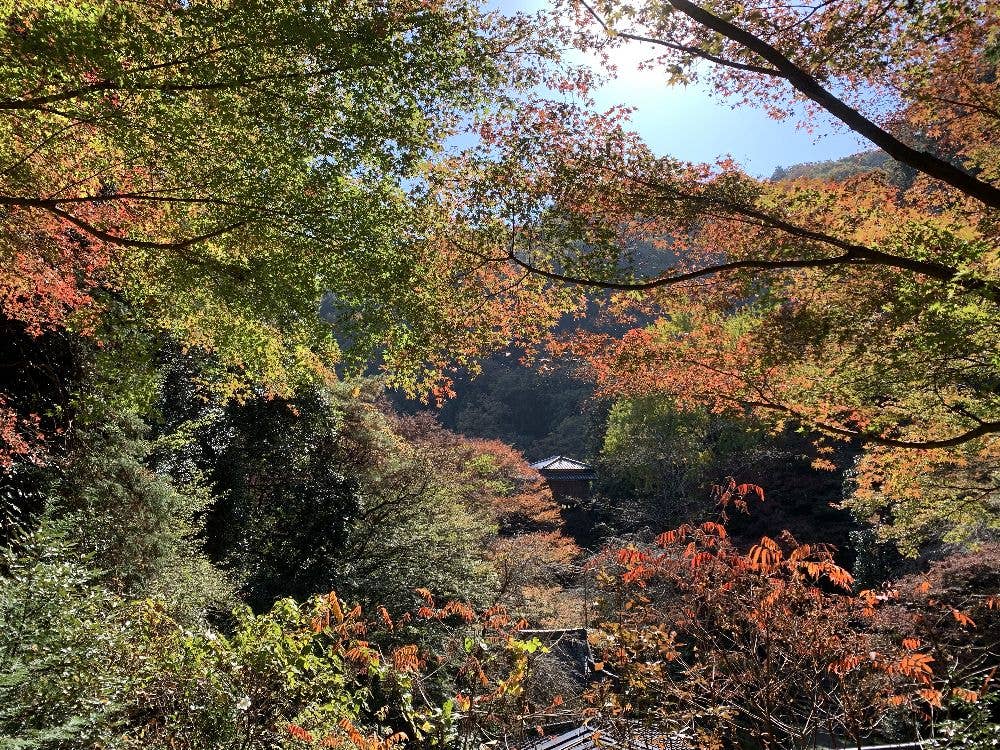 行道山浄因寺の紅葉