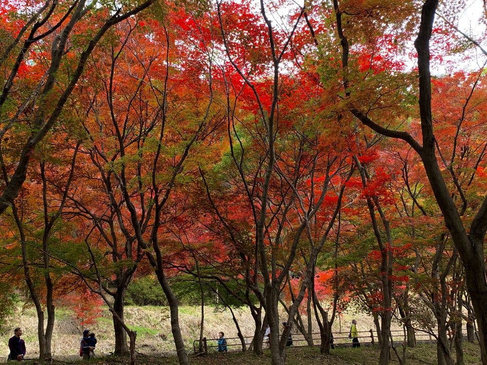 織姫公園もみじ谷の紅葉