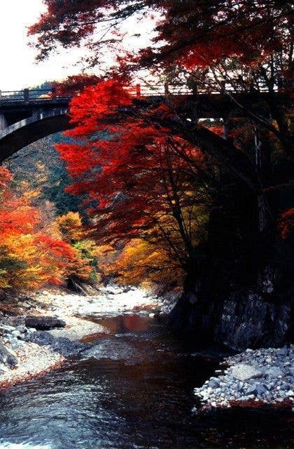 大芦渓谷の紅葉