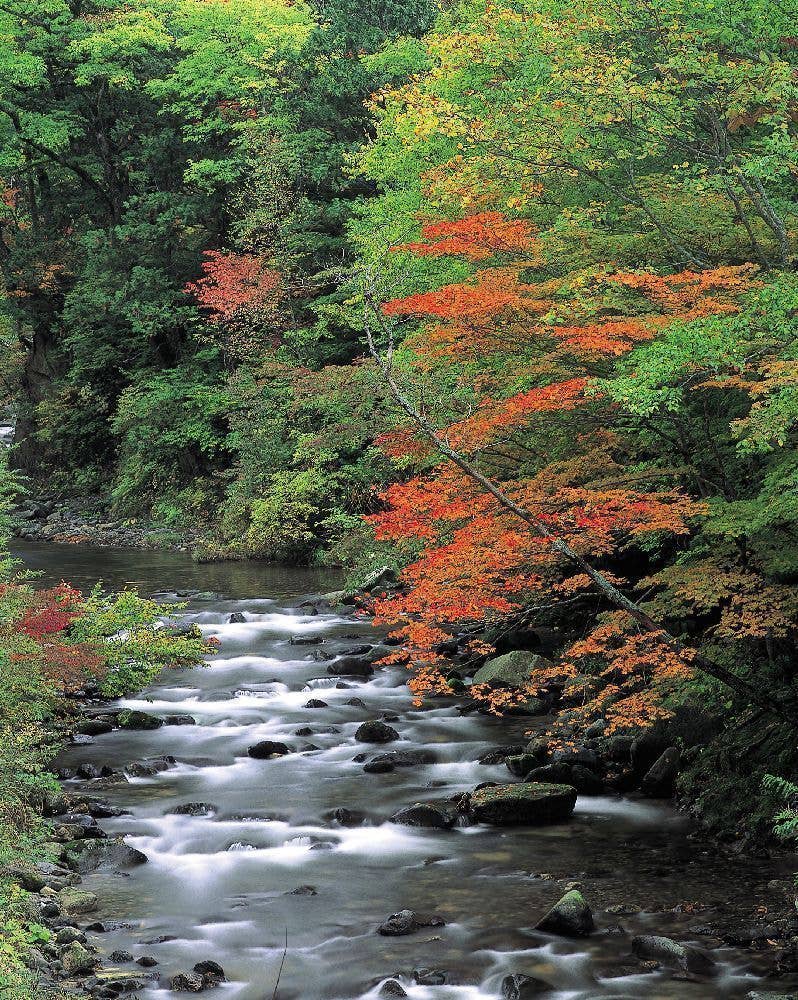 照葉峡の紅葉