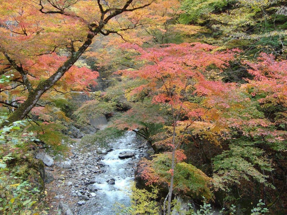 中津峡の紅葉