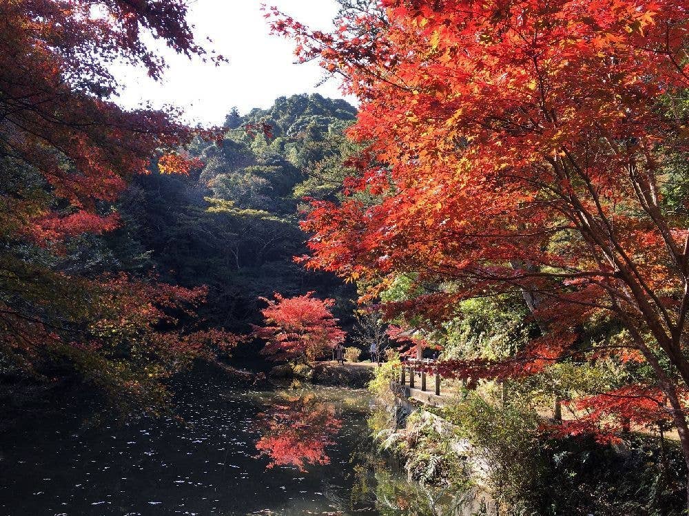 小松寺の紅葉