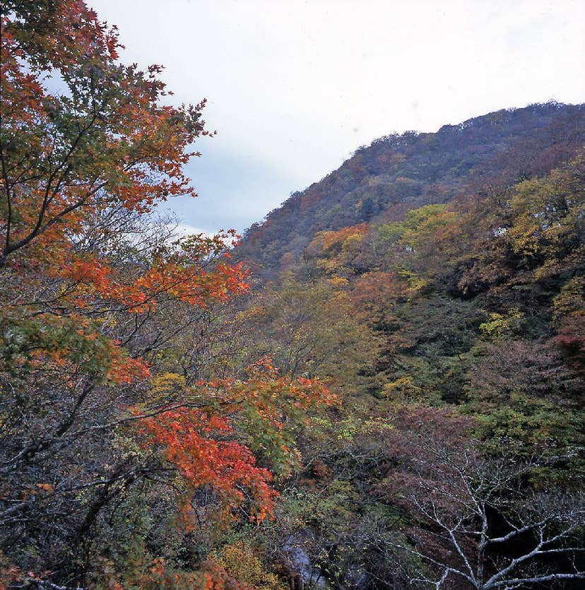 箱根（仙石原）の紅葉