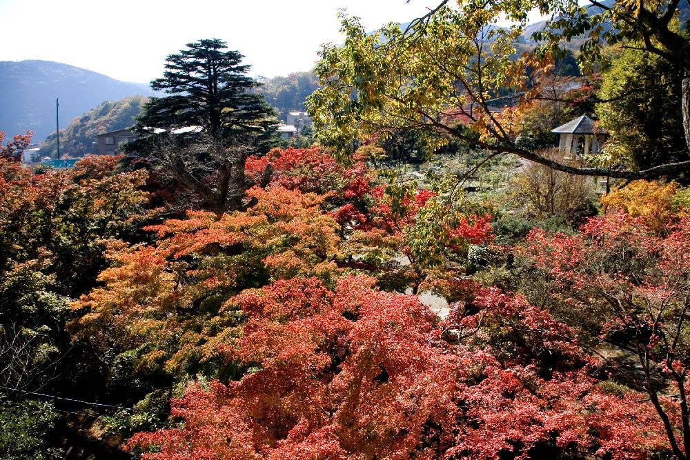 箱根（強羅）の紅葉