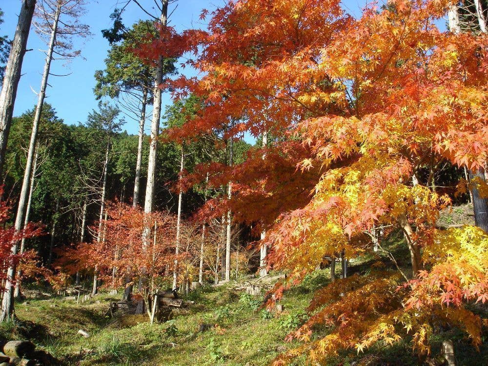 池峯　もみじの郷（奥湯河原）の紅葉