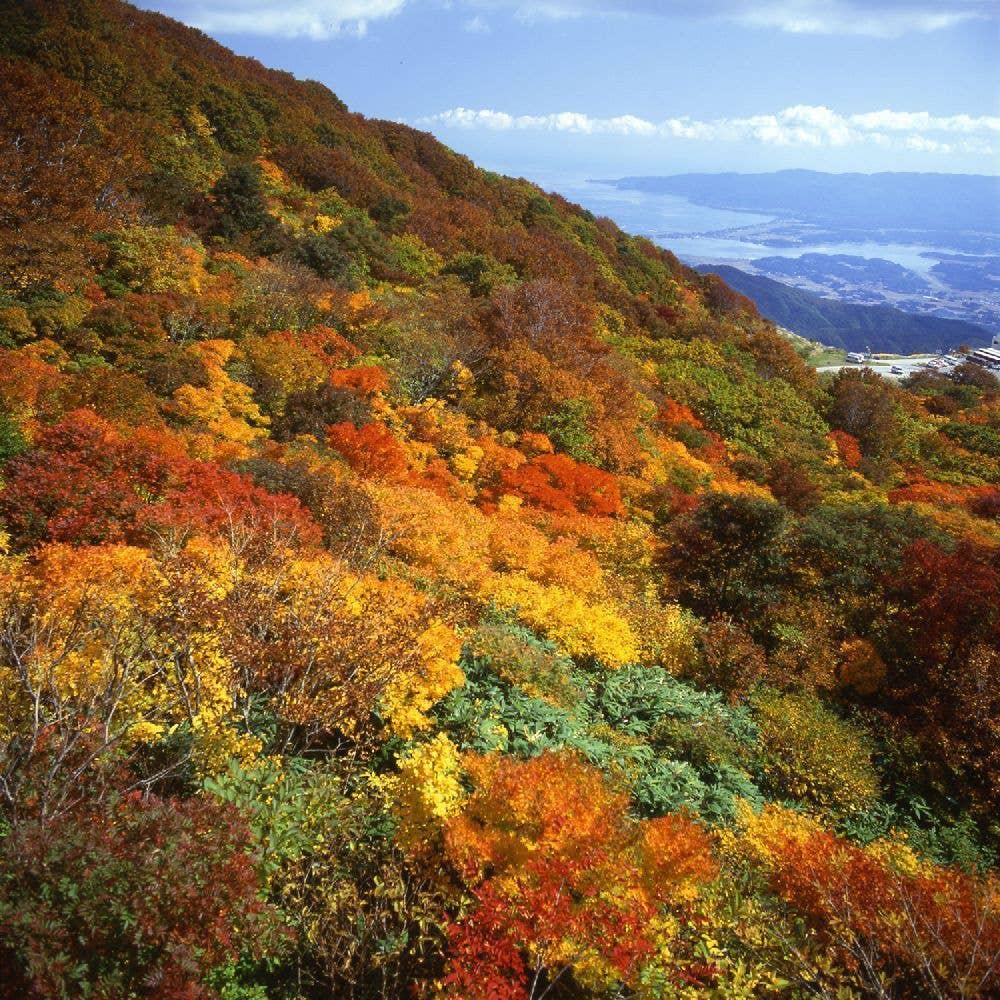 大佐渡スカイラインの紅葉