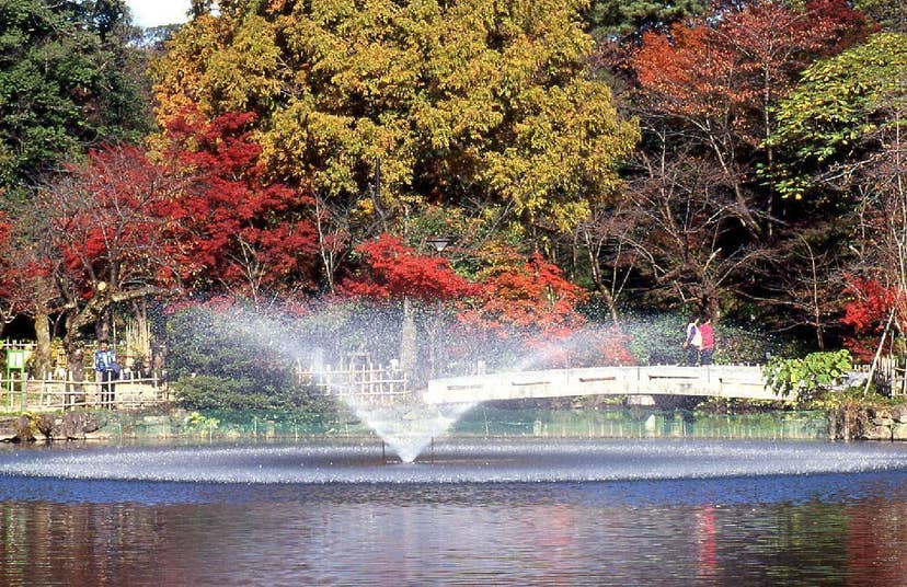 高岡古城公園の紅葉