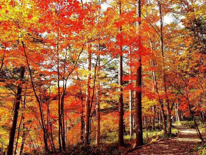 八千穂高原自然園の紅葉
