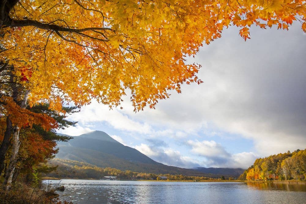 白樺高原（蓼科山）の紅葉