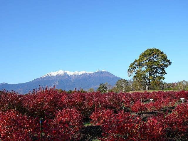 開田高原