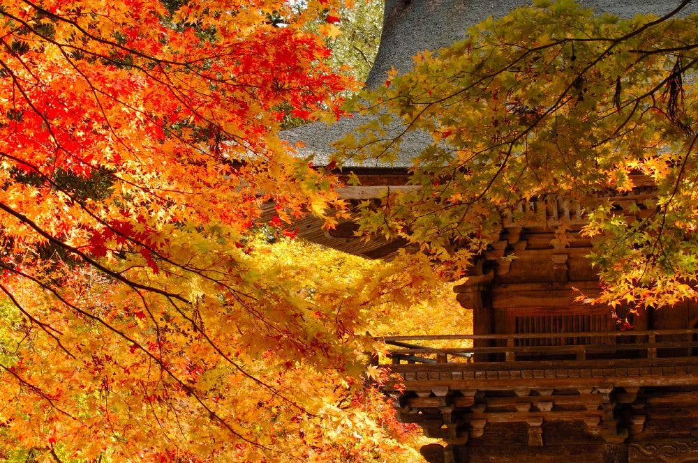 大矢田もみじ谷（大矢田神社）