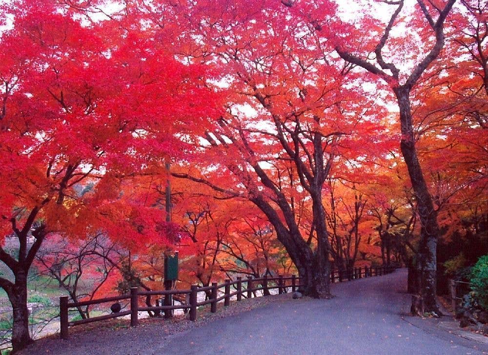 養老公園の紅葉