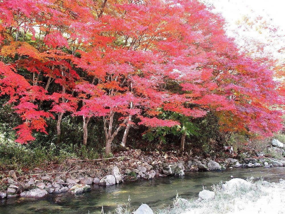 下ヶ渕の紅葉