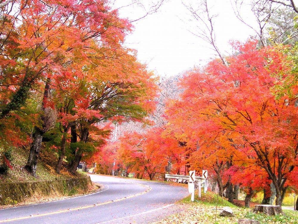 奥矢作湖畔の紅葉