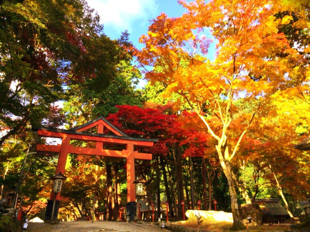 日吉大社の紅葉