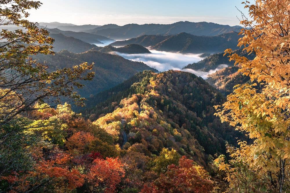 小入谷の紅葉