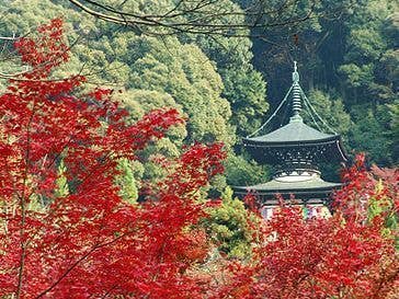 永観堂　禅林寺の紅葉