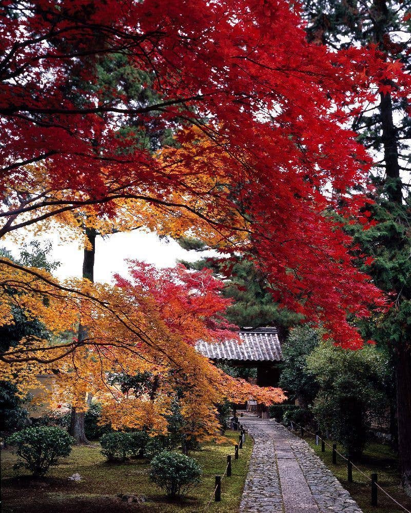 嵐山（鹿王院）の紅葉