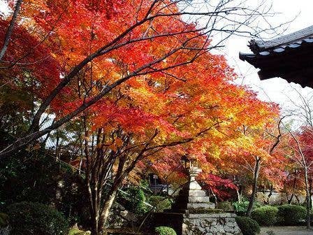 洛西（勝持寺）