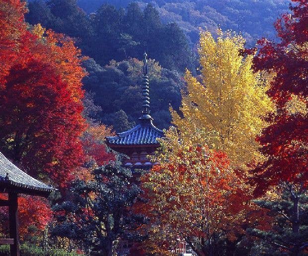 宇治（三室戸寺）