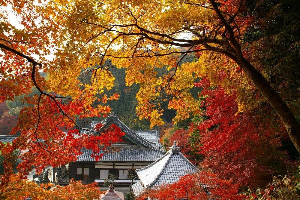 柳谷観音　楊谷寺