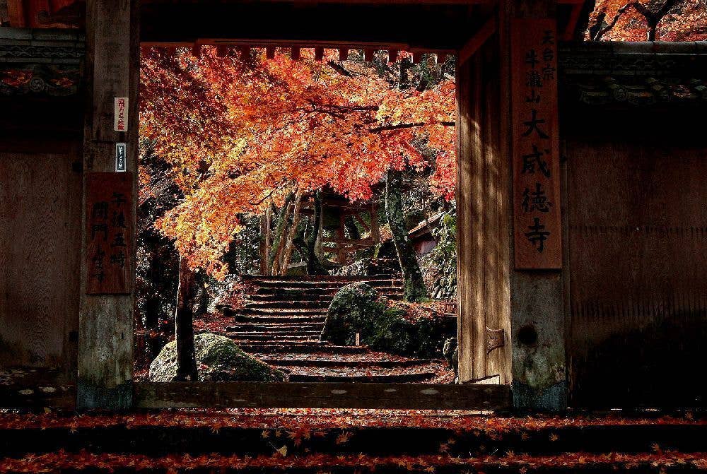 牛滝山の紅葉