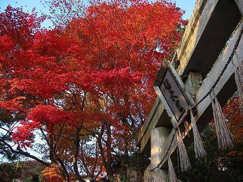 箕面（西江寺）