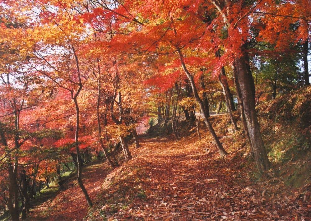 最上山公園　もみじ山の紅葉