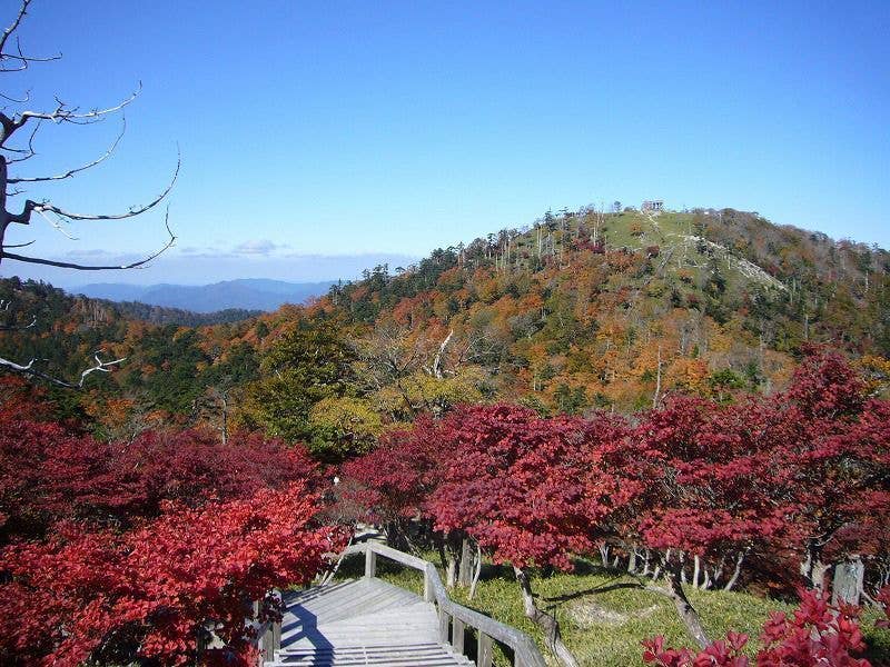 大台ヶ原（東大台、西大台）の紅葉