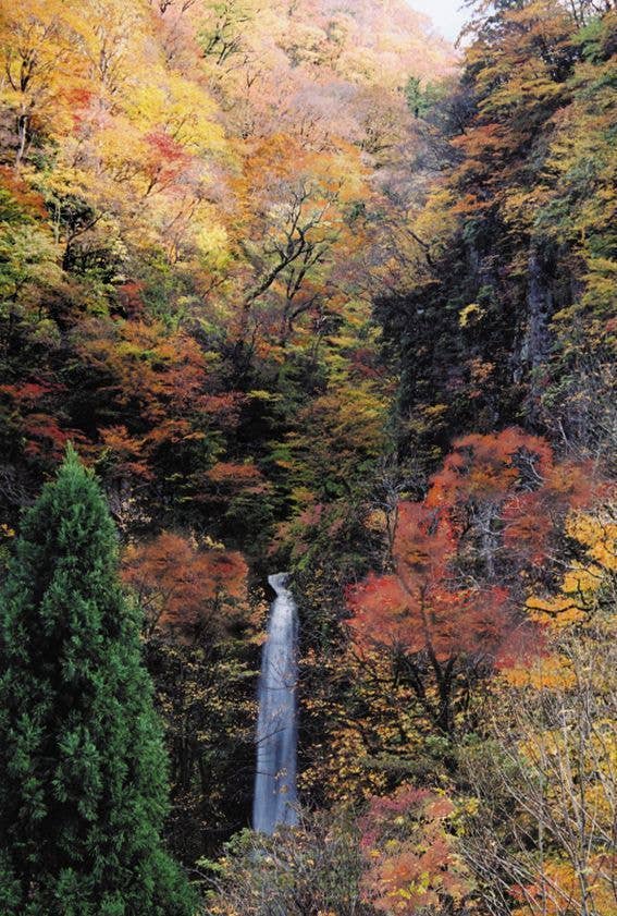 雨滝の紅葉