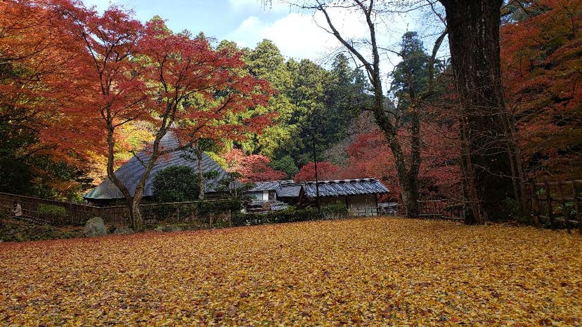 鰐淵寺の紅葉