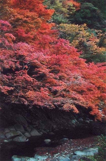 木谷峡の紅葉