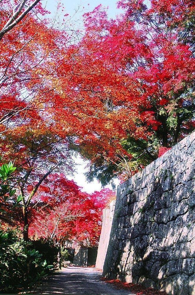 岡城跡（竹田）の紅葉