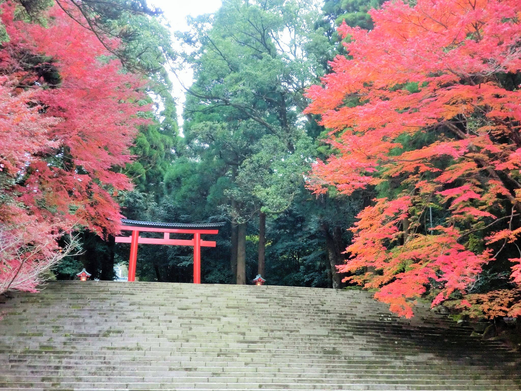 霧島(霧島神宮)の紅葉