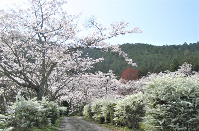 池上院