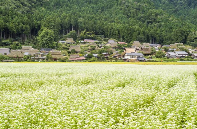 美山かやぶきの里