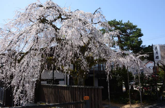 枝垂桜（花月楼）